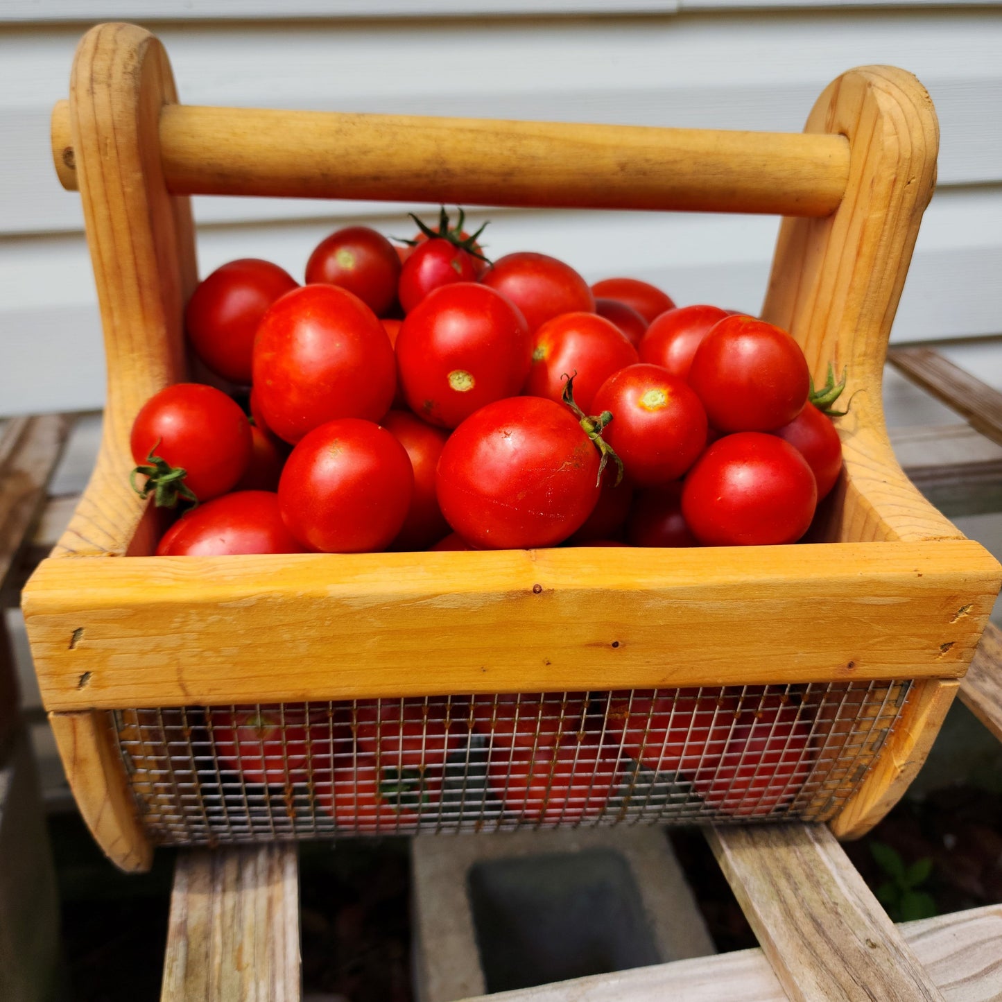 Tomato - Siberian Red Heirloom