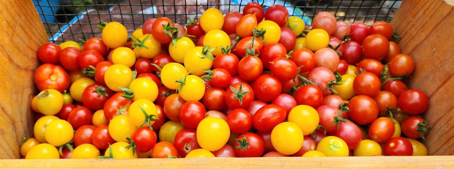 Micro Tomato - Mixed