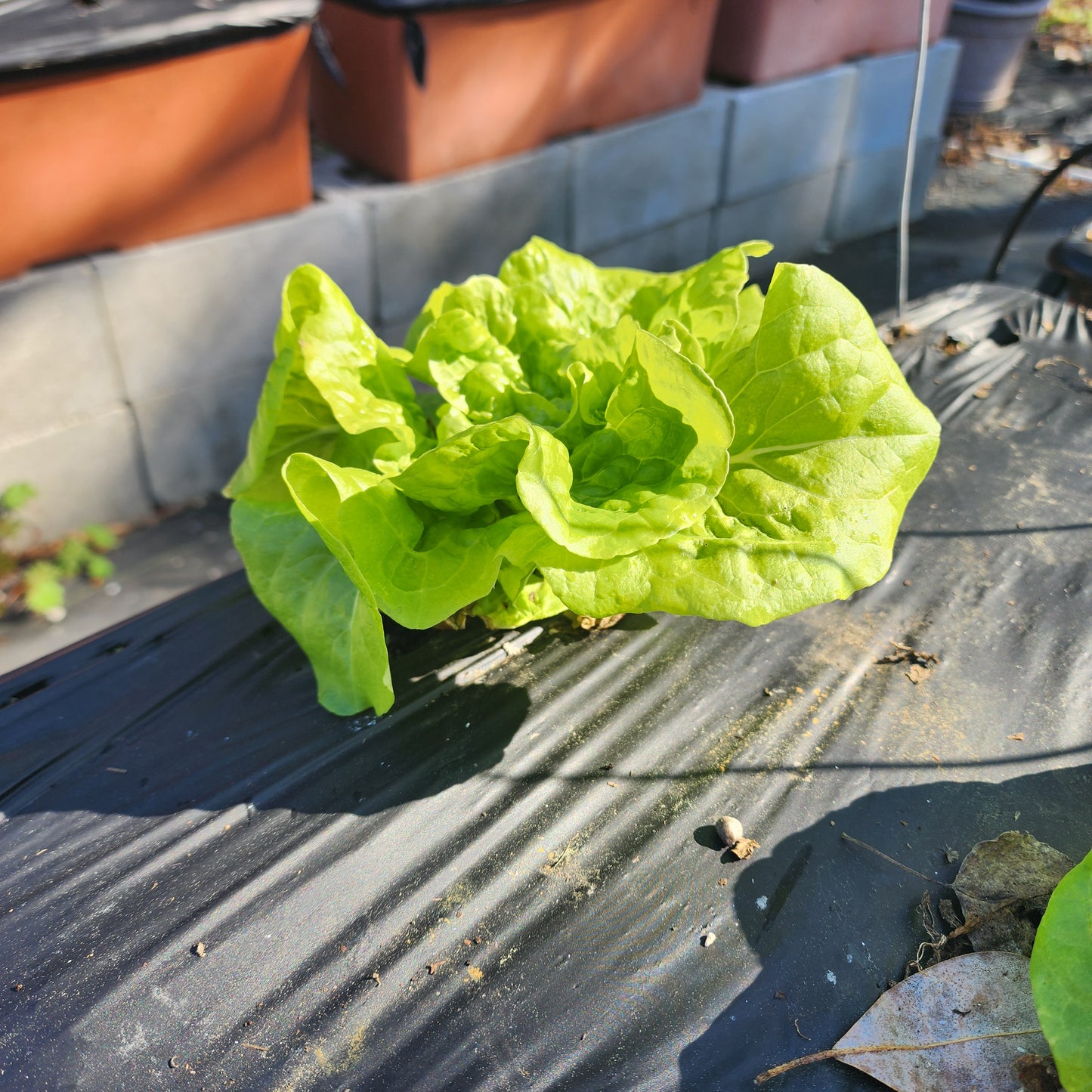 Lettuce - Tom Thumb