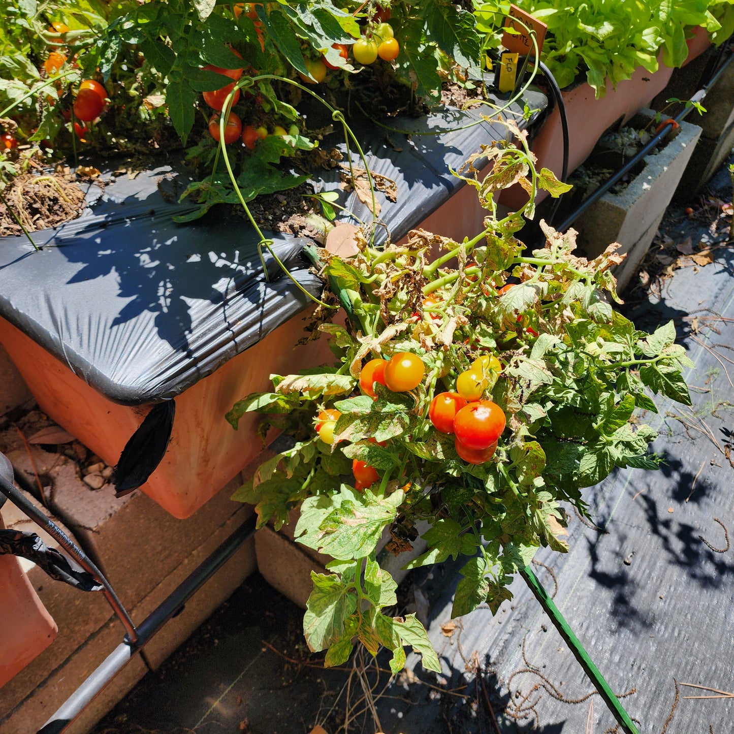 Micro Tomato - Florida Petite