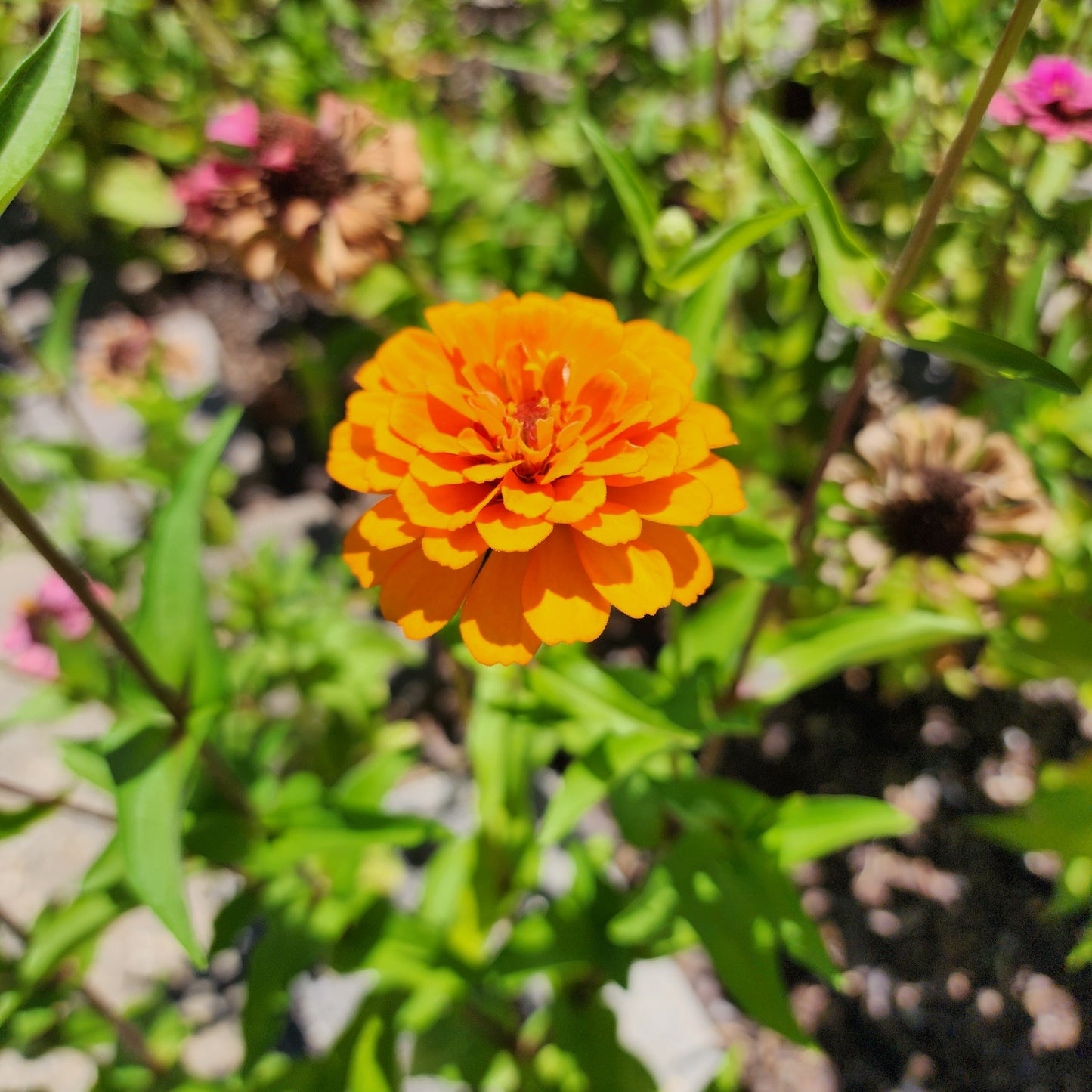 Zinnia - Gary's Favorite Mix