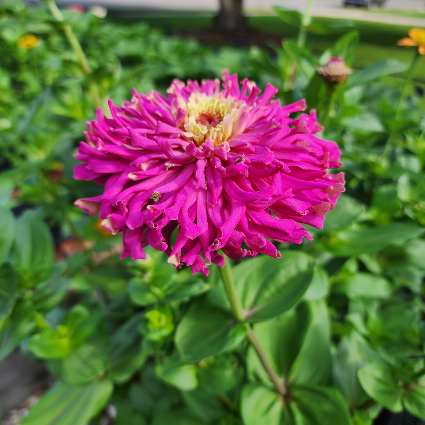 Zinnia - Gary's Favorite Mix