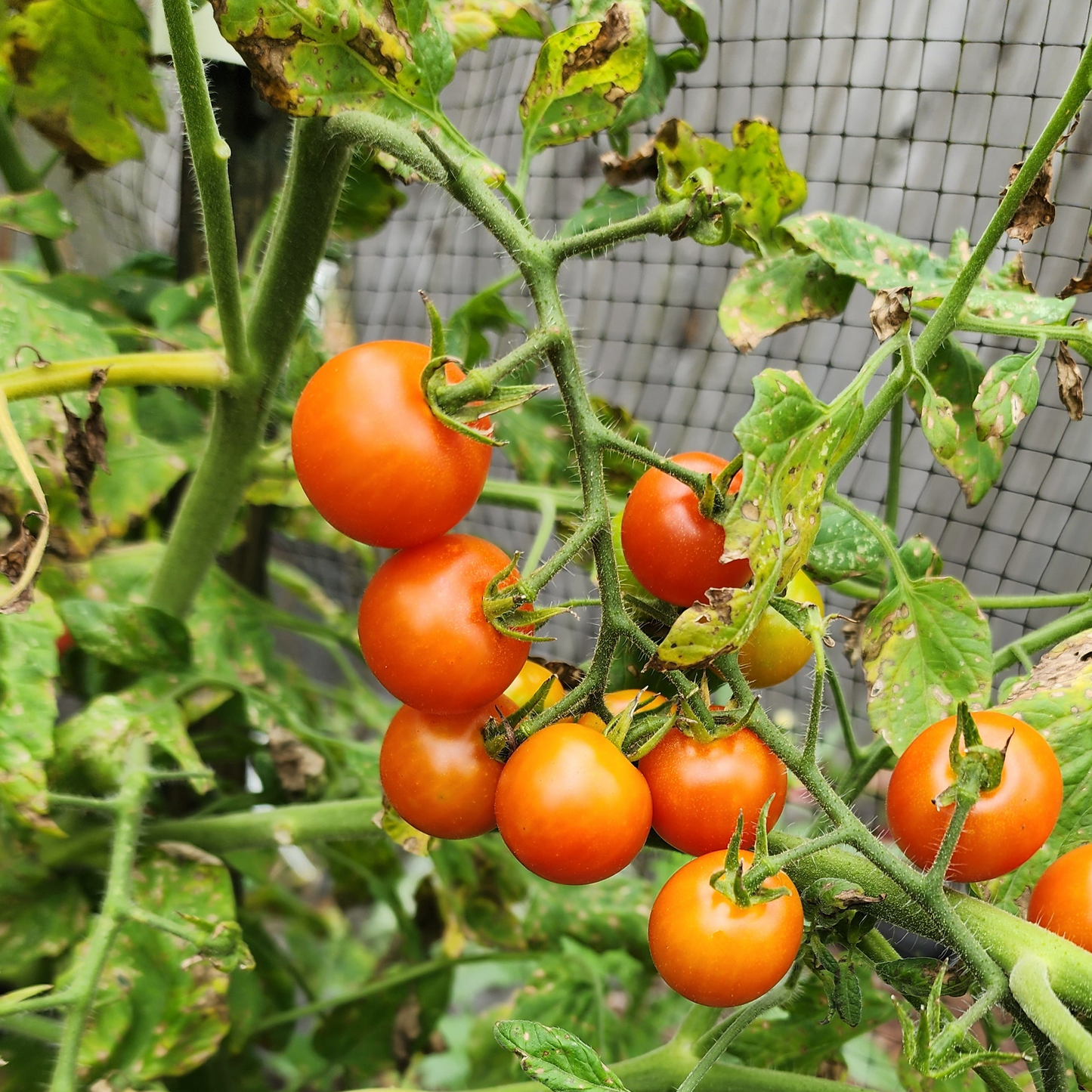 Tomato - Angora Super Sweet