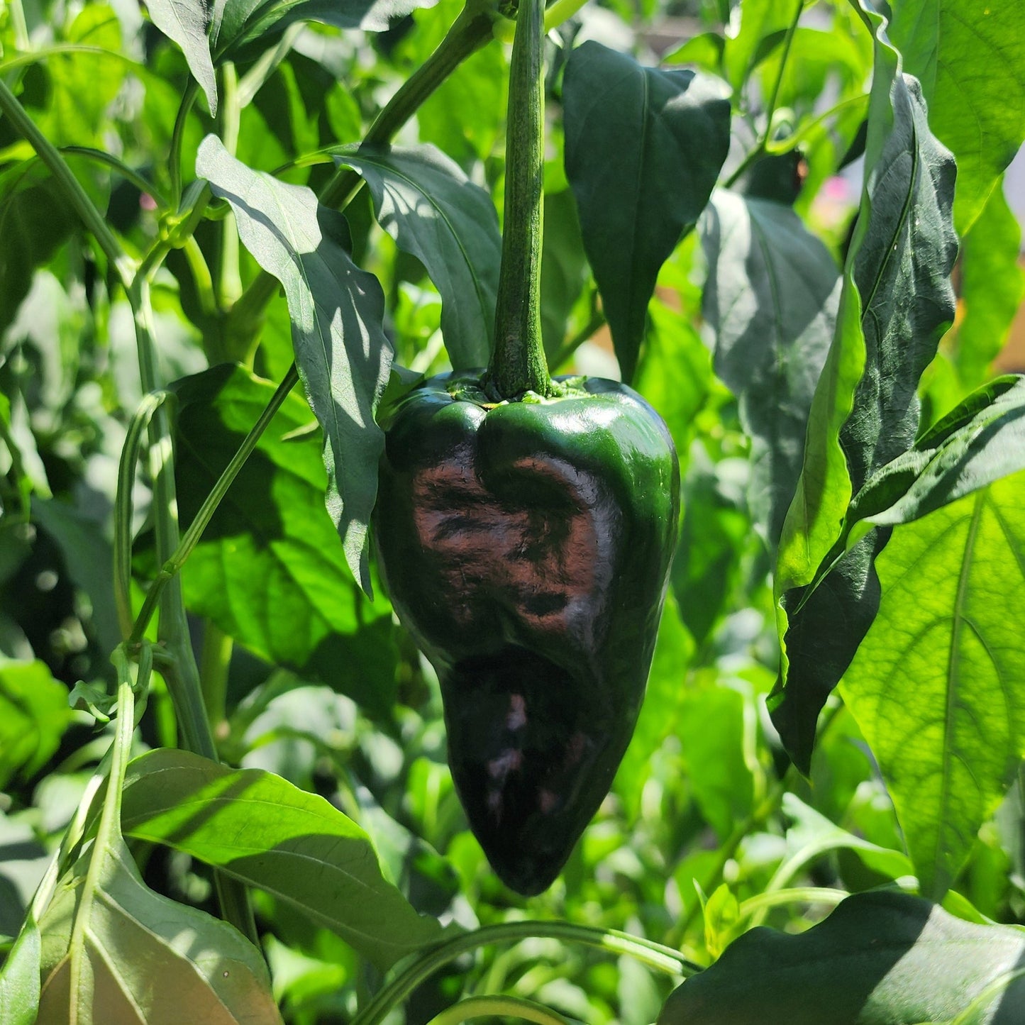 Pepper - Trident Poblano