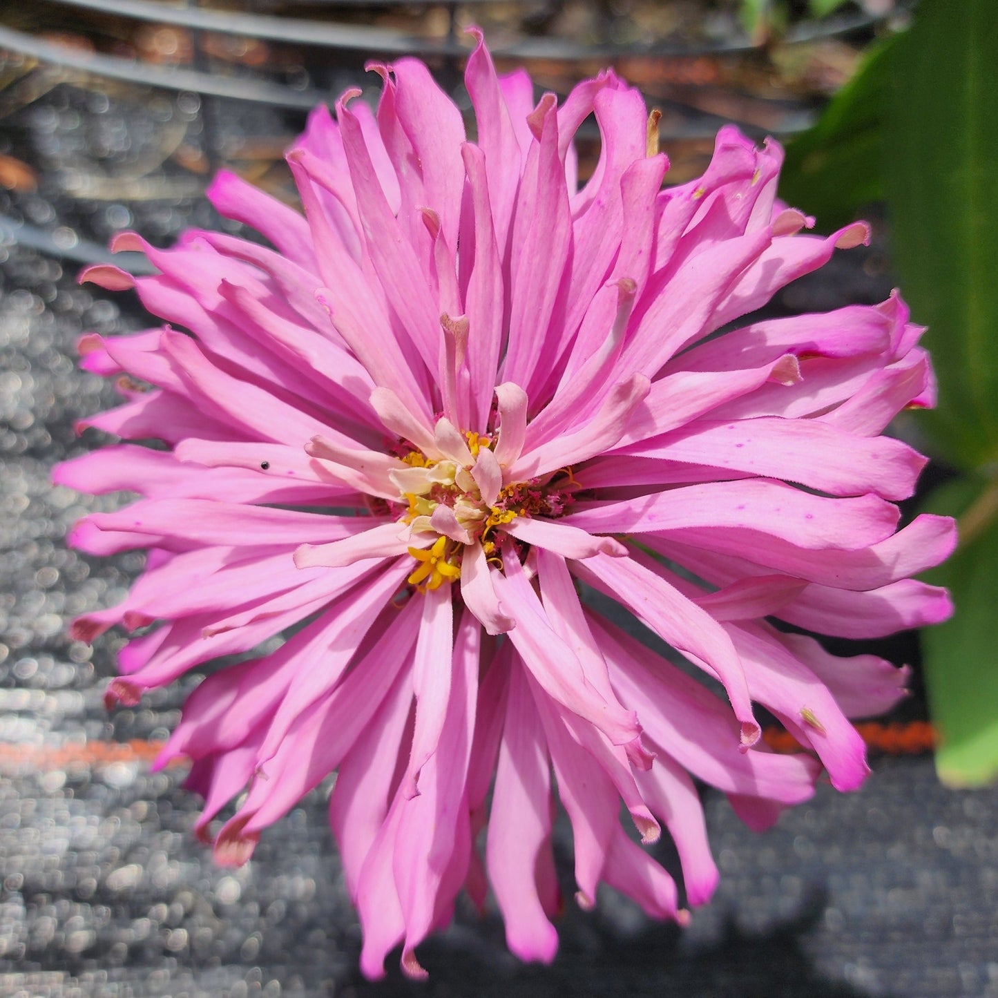 Zinnia - Cactus Flower Mix