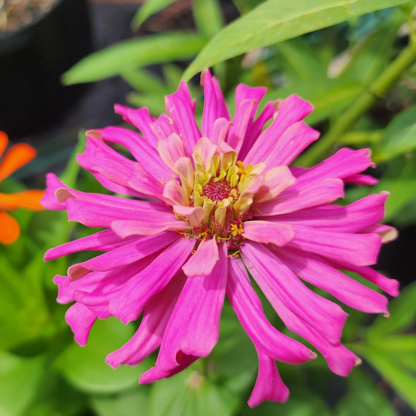 Zinnia - Cactus Flower Mix