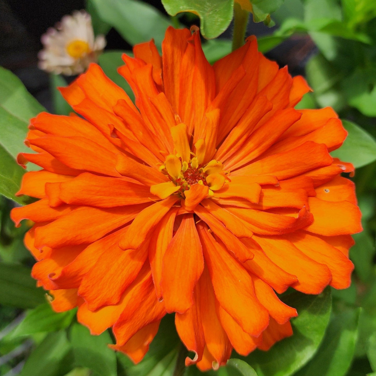 Zinnia - Cactus Flower Mix