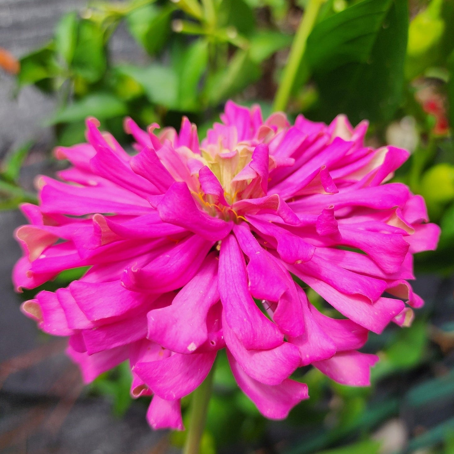 Zinnia - Cactus Flower Mix