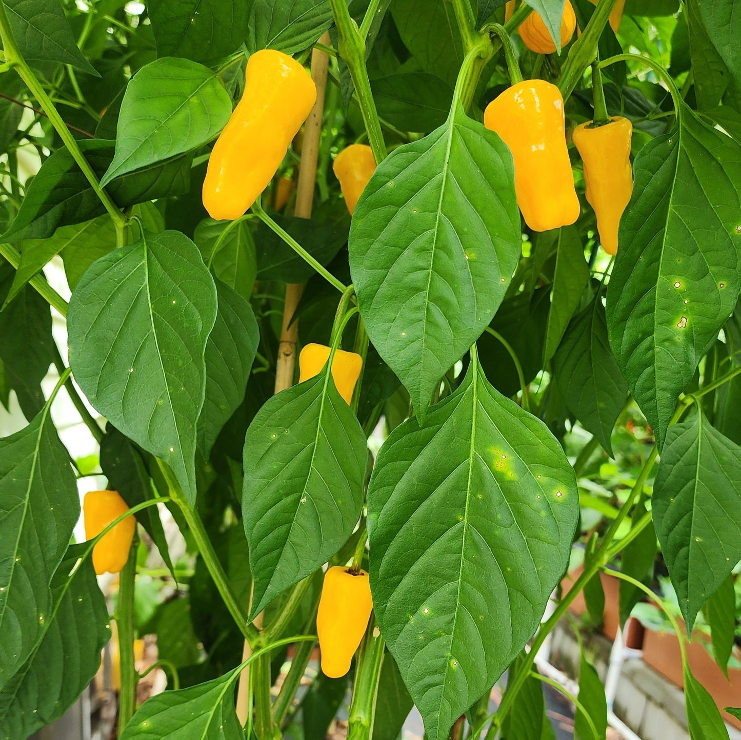 Pepper - Datil