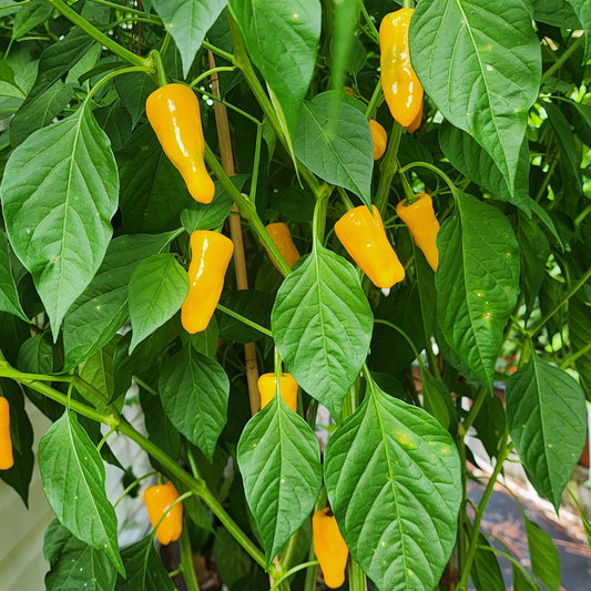 Pepper - Datil