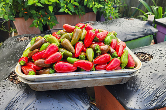 Pepper - Early Jalapeno