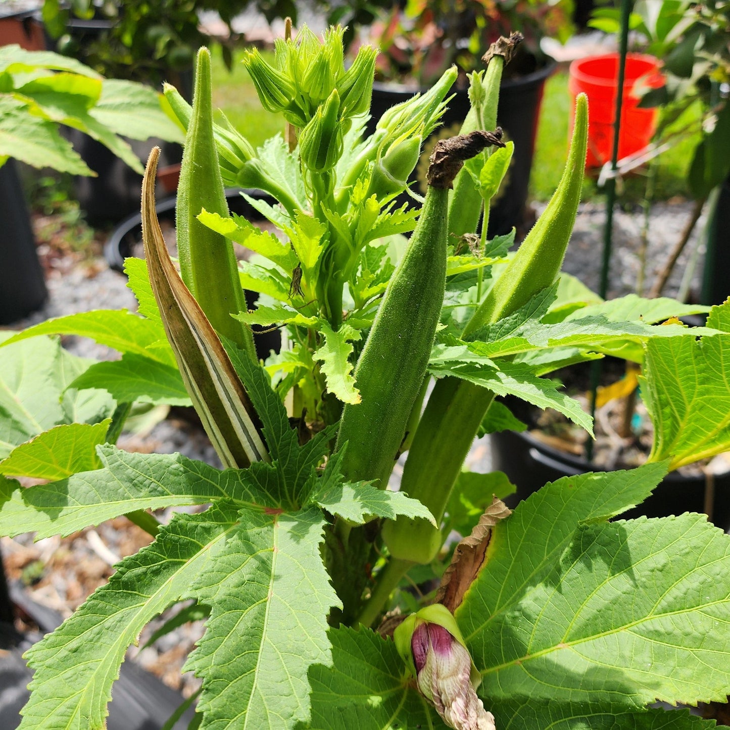 Okra - Baby Bubba