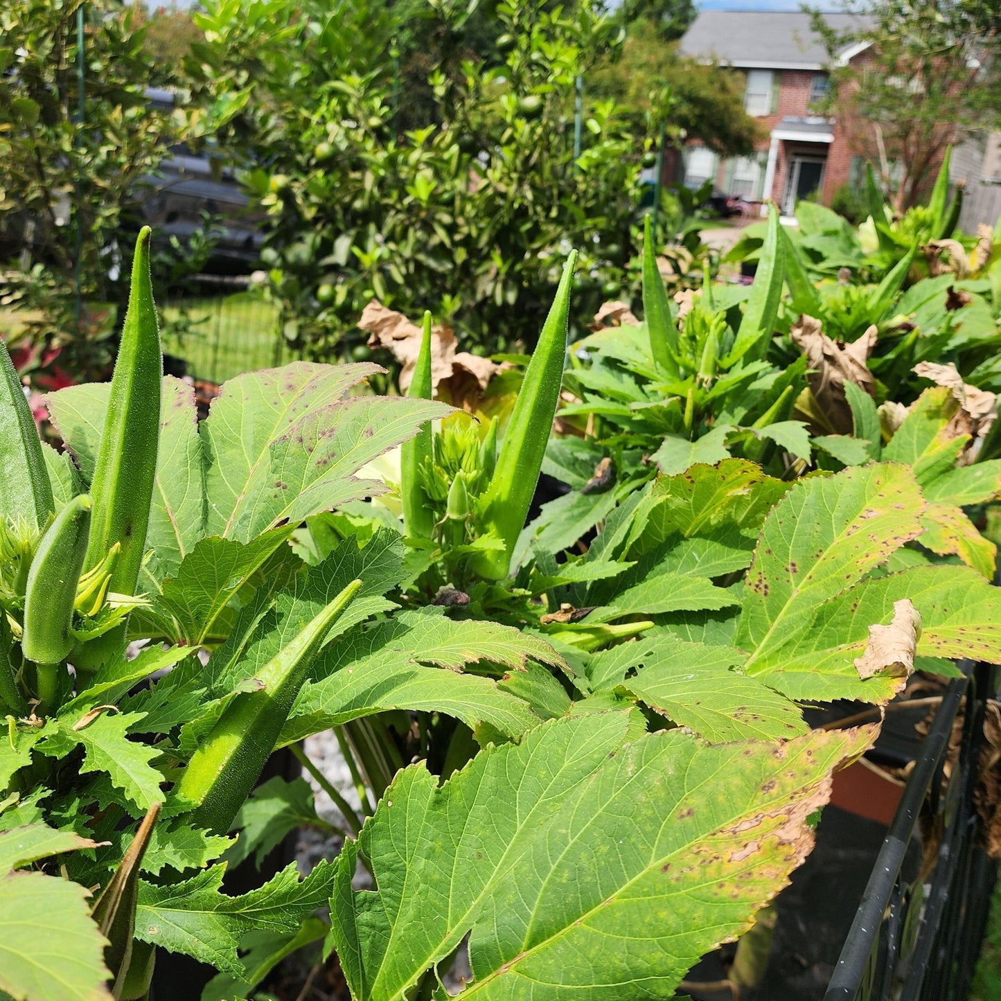 Okra - Baby Bubba