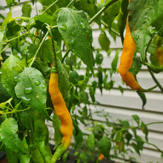 Pepper - Aji Guyana