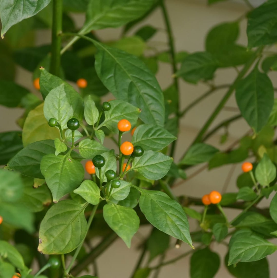 Pepper - Aji Charapita