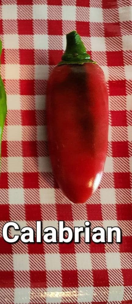 Calabrian Pepper Seed