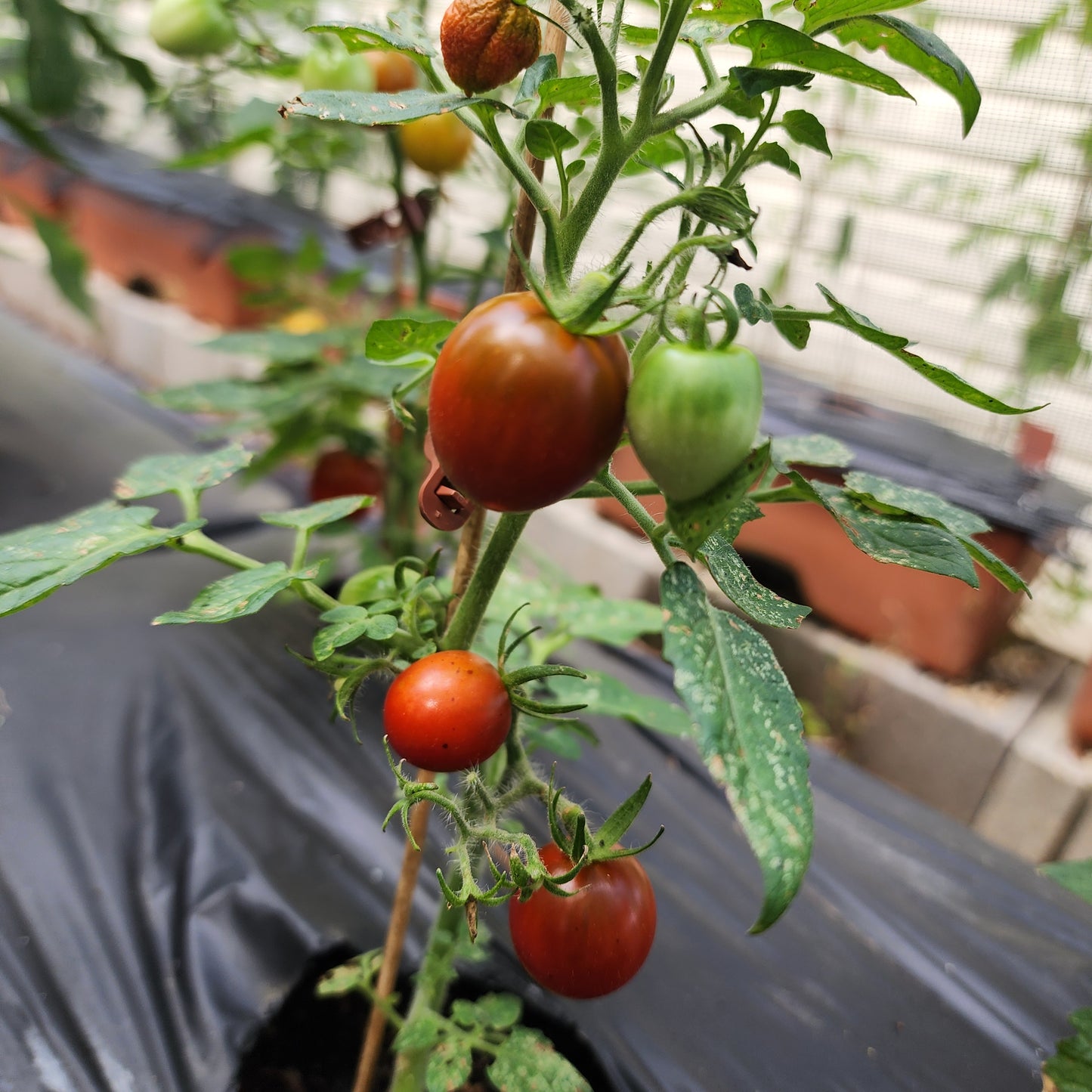 Micro Tomato - Cocoa