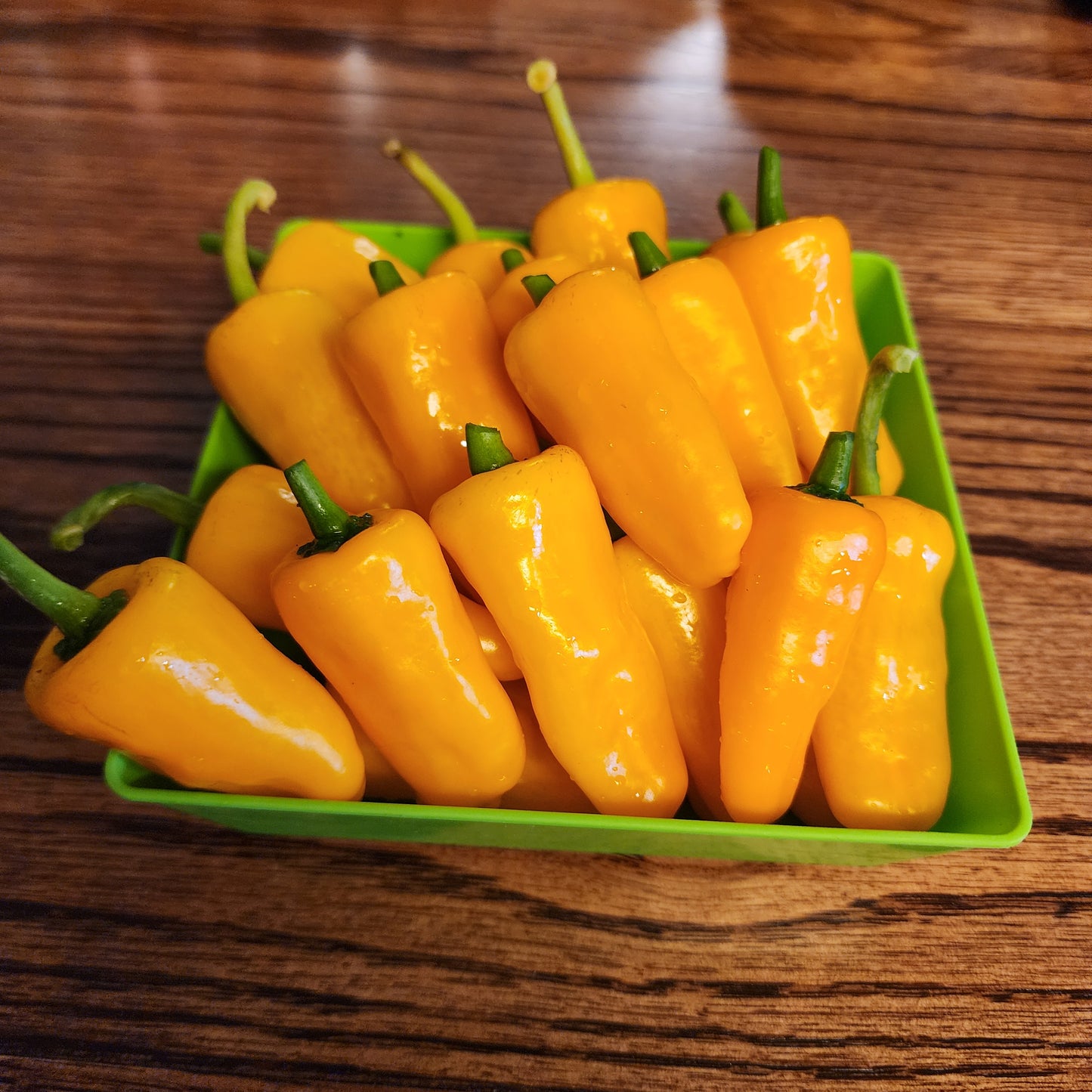 Pepper - Datil