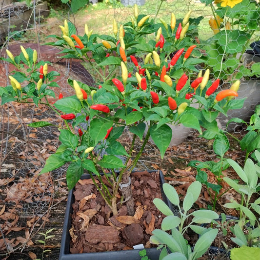 Pepper - Tabasco Dwarf