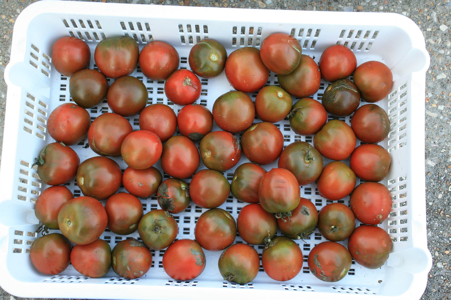 Tomato - Black Ethiopian