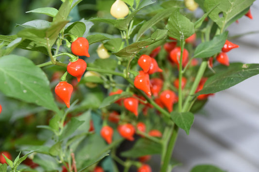 Pepper - Biquinho Red