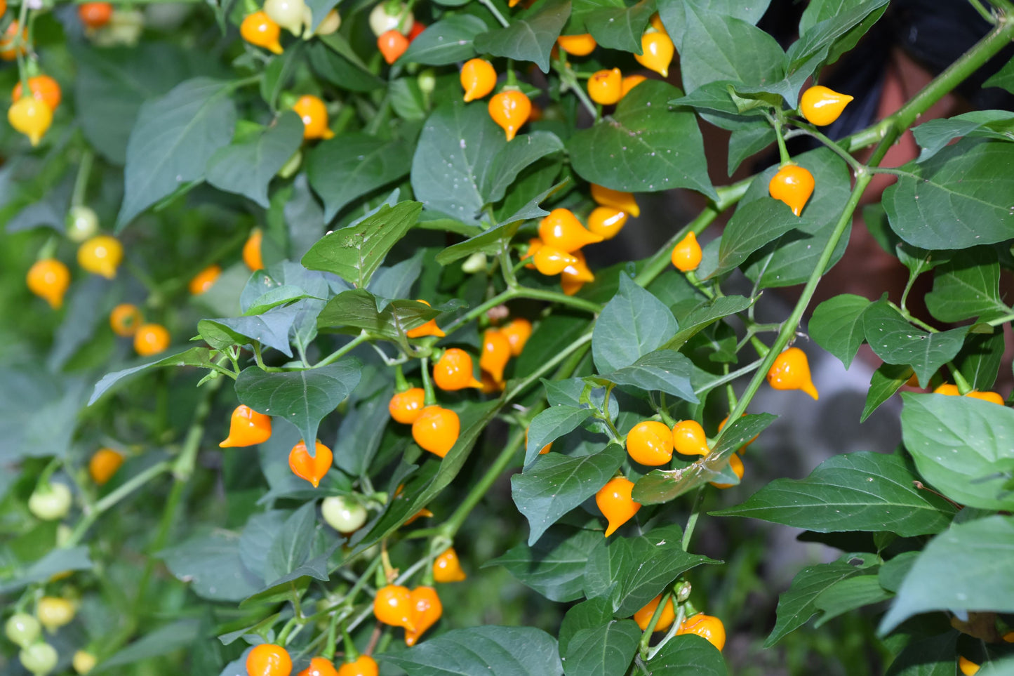 Pepper - Biquinho Yellow