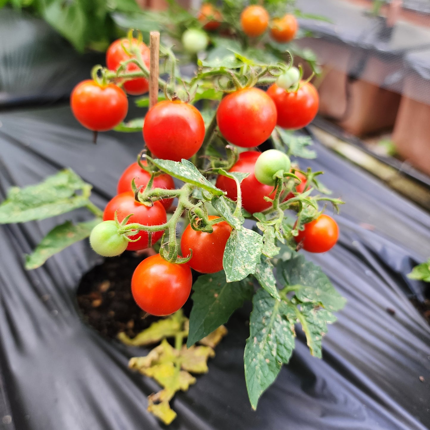 Micro Tomato - Red Velvet