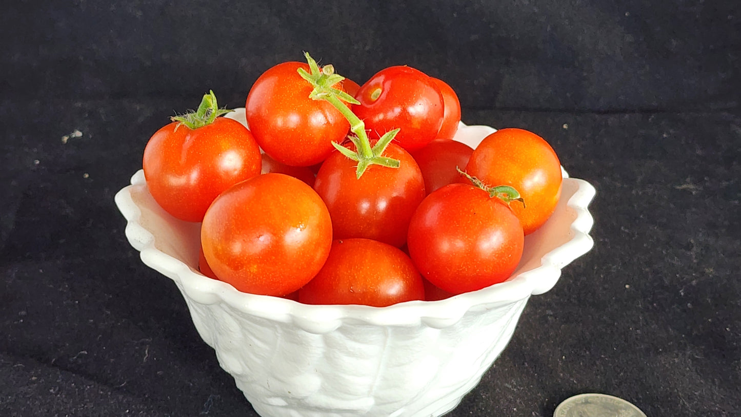 Micro Tomato - Red Robin