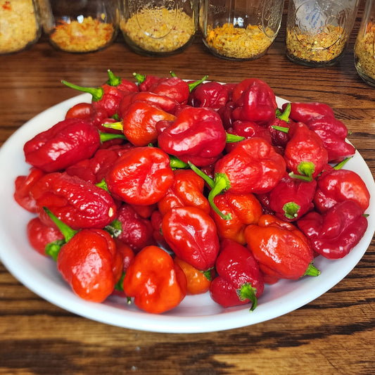 Pepper - Sweet Moruga