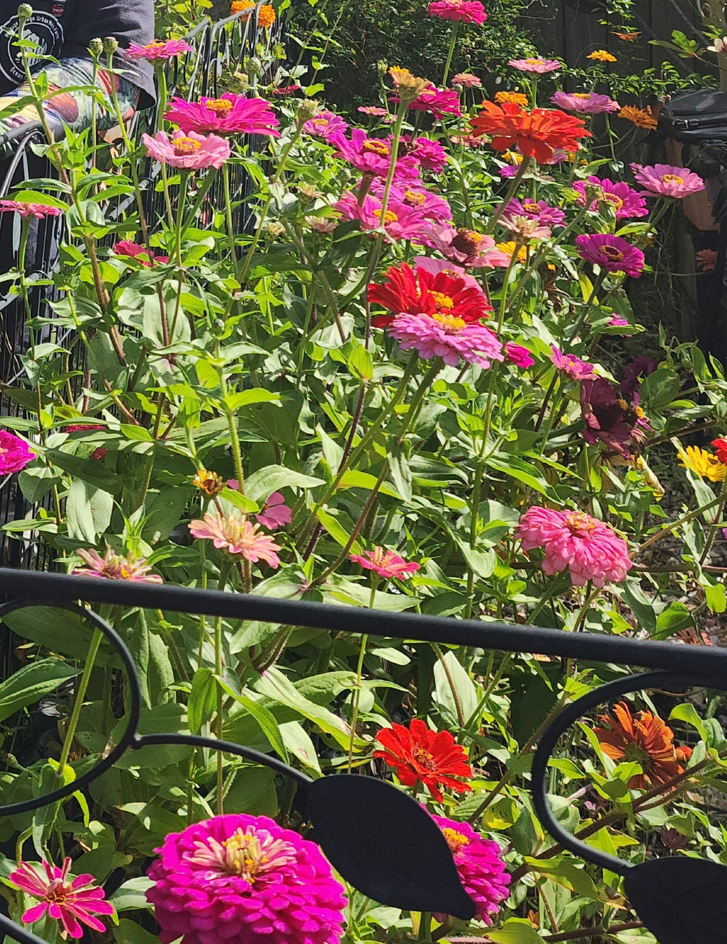 Gary's zinnia mix 